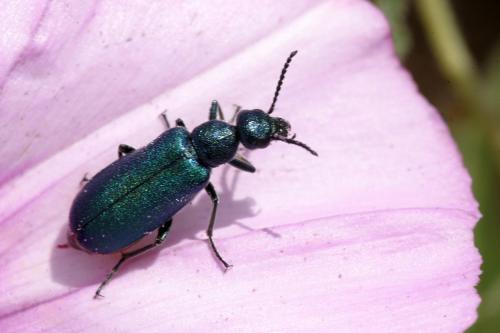 Réf. 211 370 : Cabalia rubriventris