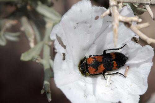 Ceroctis trizonata
