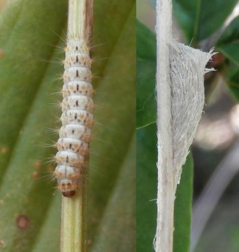 Réf. 211 275 : Nola chlamitulalis