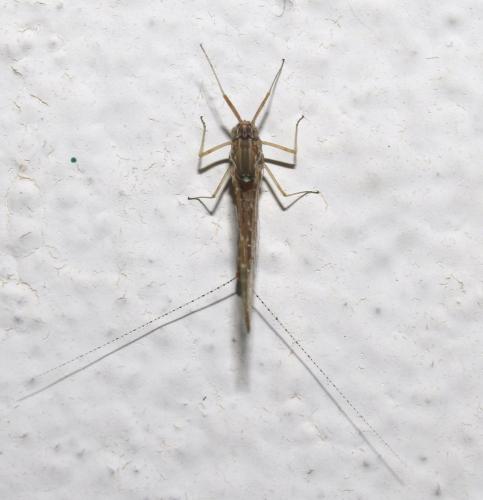 Réf. 211 657 : Cloeon dipterum