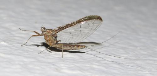 Réf. 211 656 : Cloeon dipterum