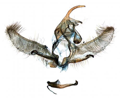 Cnephasia incertana