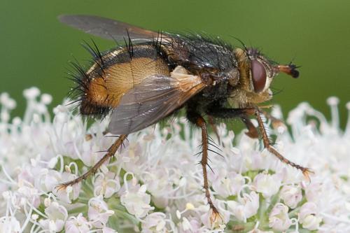 Tachina fera
