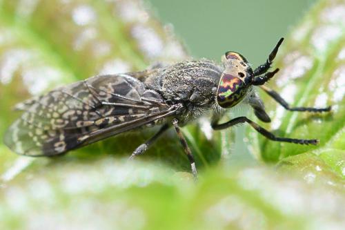 Haematopota pluvialis