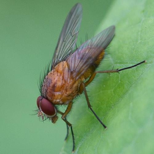 Réf. 211 195 : Phaonia pallida
