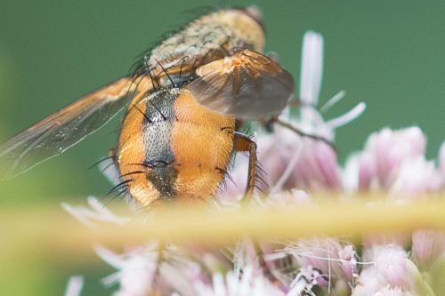 Tachina fera
