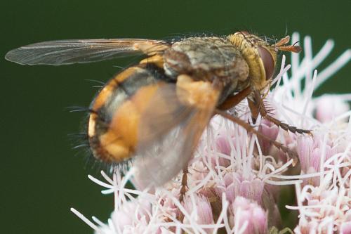 Tachina fera