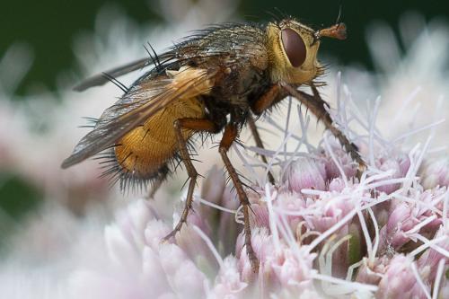 Réf. 211 749 : Tachina fera