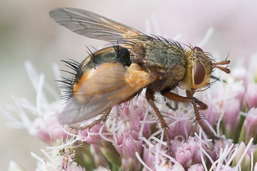 Réf. 211 643 : Tachina fera