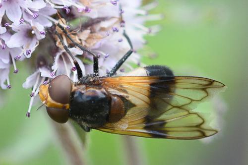 Volucella pellucens
