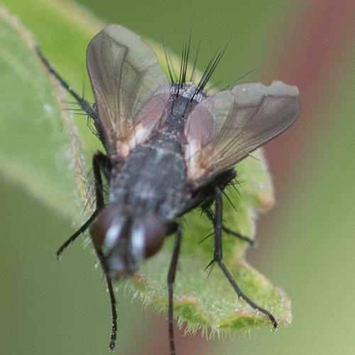 Eriothrix rufomaculata