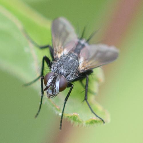 Réf. 211 577 : Eriothrix rufomaculata