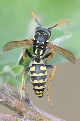 Polistes dominula