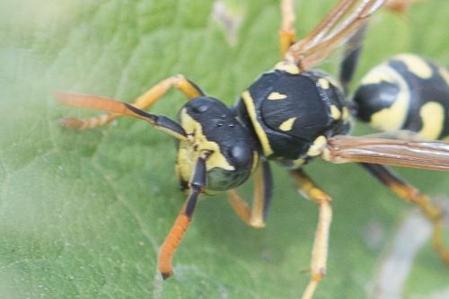 Polistes dominula