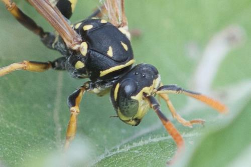 Polistes dominula