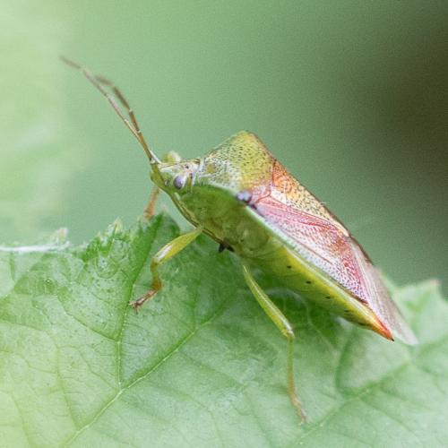 Elasmostethus sp.