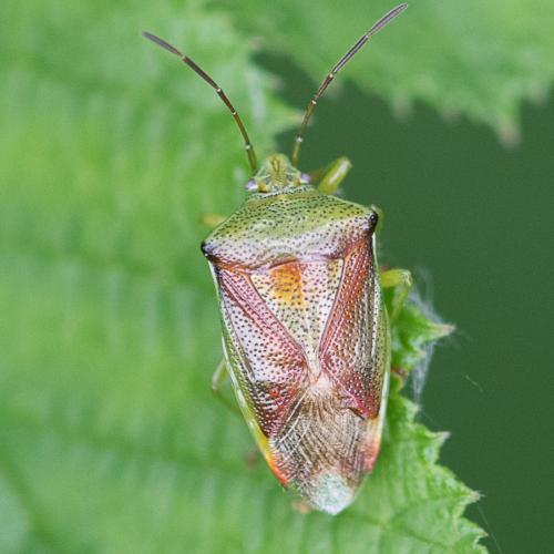 Réf. 211 950 : Elasmostethus sp.