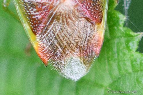 Réf. 211 965 : Elasmostethus sp.