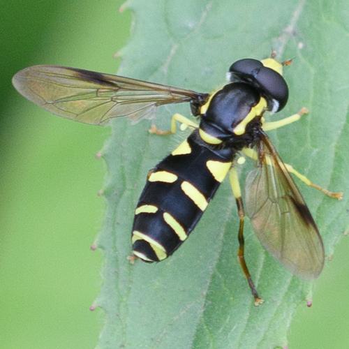 Philhelius sp.