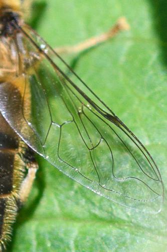 Réf. 211 236 : Eristalis pertinax
