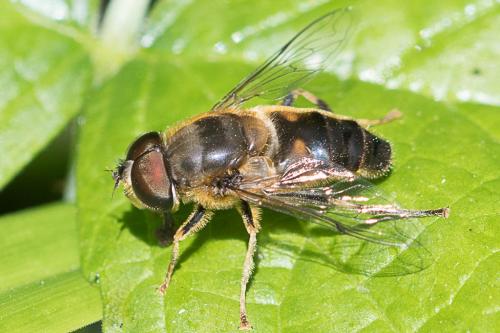 Eristalis pertinax