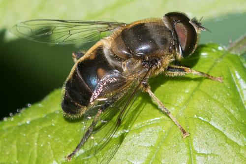 Réf. 211 194 : Eristalis pertinax