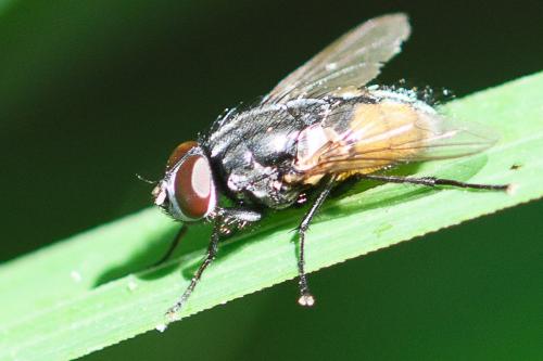 Réf. 211 413 : Musca autumnalis