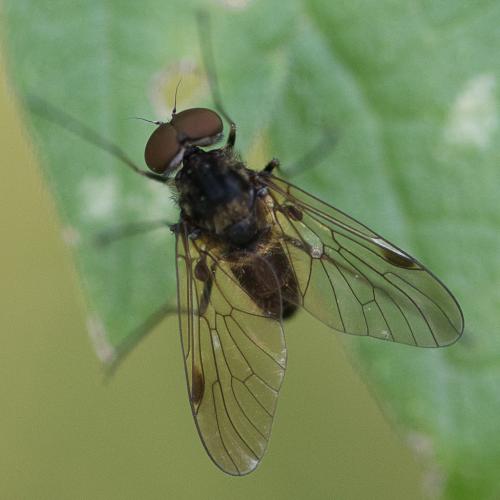 Chrysopilus cristatus