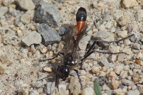 Ammophila sabulosa