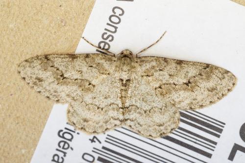 Ectropis crepuscularia