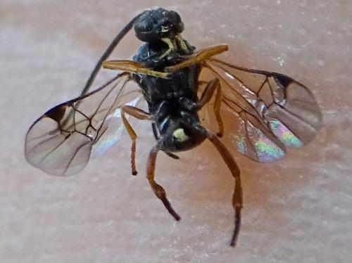 Réf. 211 129 : Microgastrinae inconnu