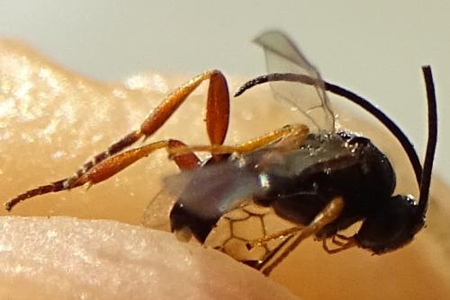 Réf. 211 378 : Microgastrinae inconnu