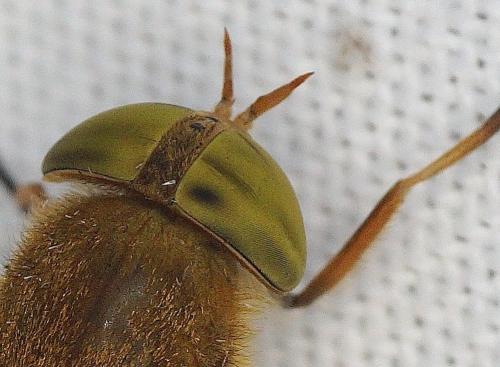 Atylotus loewianus