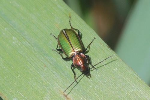 Réf. 211 969 : Agonum viridicupreum