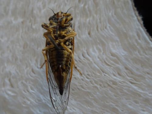 Réf. 211 028 : Tettigettula pygmea