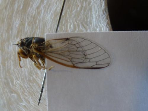 Réf. 211 029 : Tettigettula pygmea