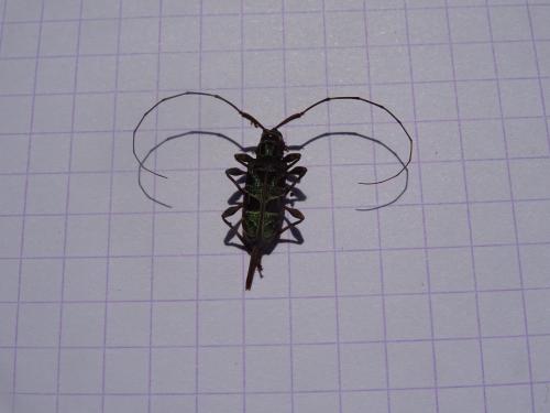 Granastyochus elegantissimus