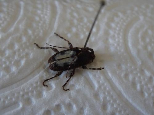 Lamiinae