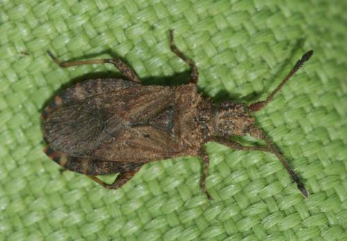 Arenocoris waltlii