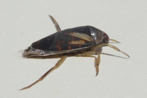 Notonecta meridionalis