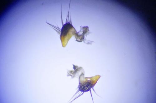 Notonecta meridionalis