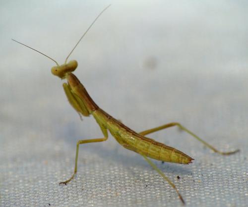 Réf. 211 376 : Iris oratoria