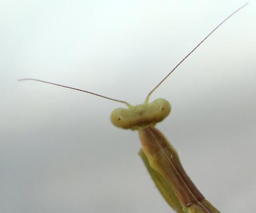 Réf. 211 504 : Iris oratoria