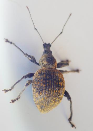 Otiorhynchus sp.
