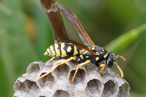 Polistes gallicus