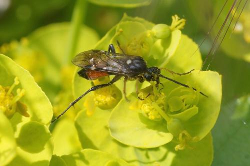 Réf. 211 357 : Tenthredopsis sp.
