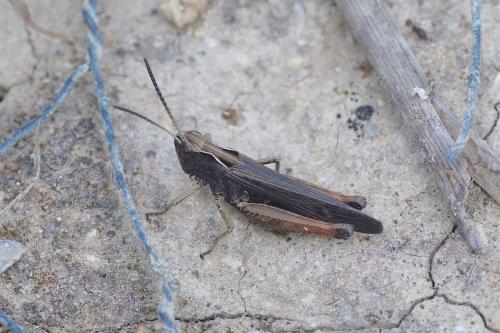 Réf. 211 597 : Omocestus rufipes