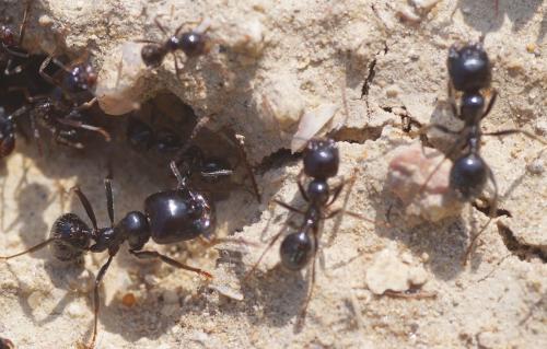 Réf. 211 608 : Messor sp.