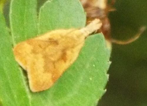 Dichomeris derasella