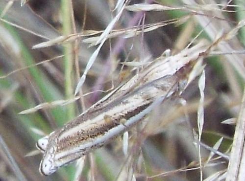 Ancylolomia sp.